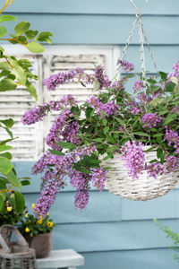 Picture of Buddleja